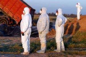 Gripa aviară a cuprins Germania, aproximativ 400.000 de animale au fost sacrificate